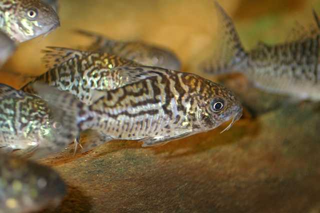 FH_COR_0004(Corydoras sodalis).jpg